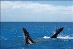 Southern Humpback Whales at Platypus Bay